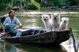 a woman on a rowing boat with her 3 white dogs- Life Coaching